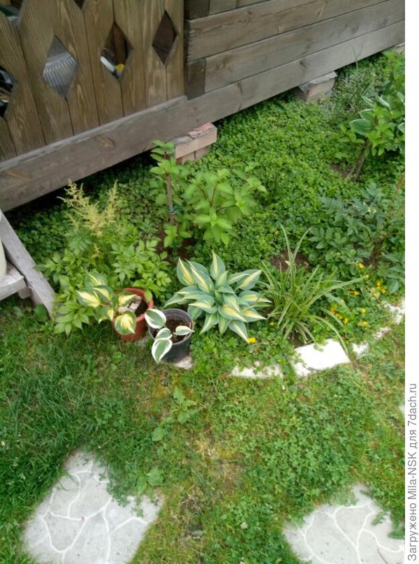 Это ближняя к крыльцу часть, здесь посажена первая гортензия.