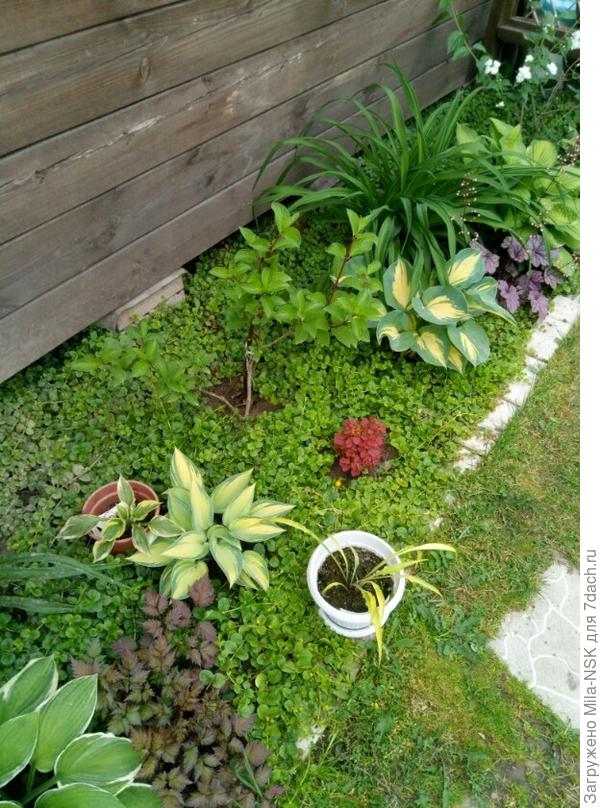 Это дальняя часть цветника. Здесь кроме гортензии еще и чубушник сидит. Как видите, цветет. Он еще молодой, из отводка выращен. И еще в этом цветнике три лилейника, гейхеры, барбарисик и много хост.