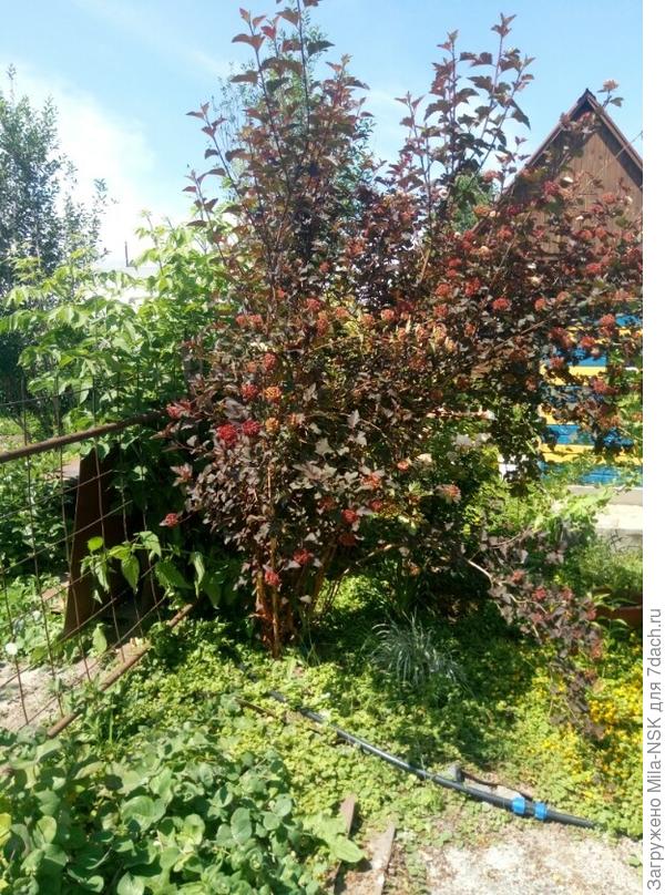 Отпилила лишние ветки, которые уже на земле лежали.