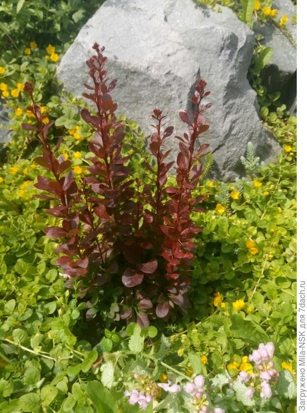 Ред Роккет (пока еще маленький, ему всего 2 годика)