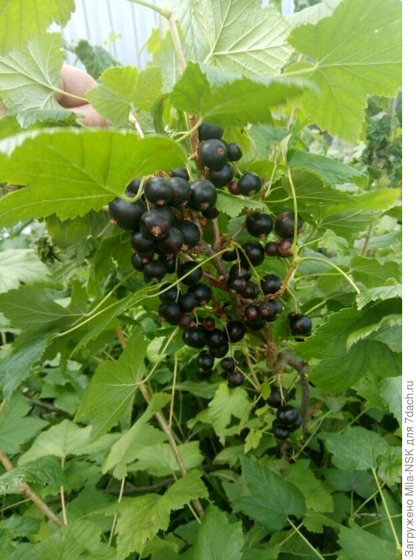 Гроздья... но не винограда... хотя размером почти с виноград!