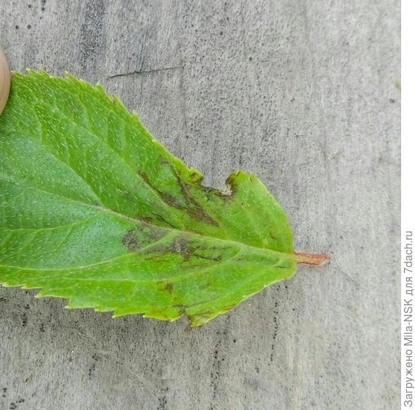 Покусанный лист