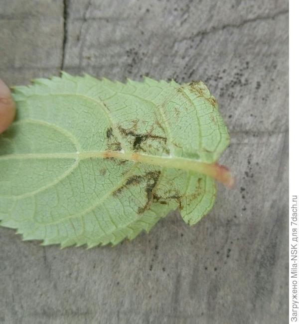 Он же с обратной стороны