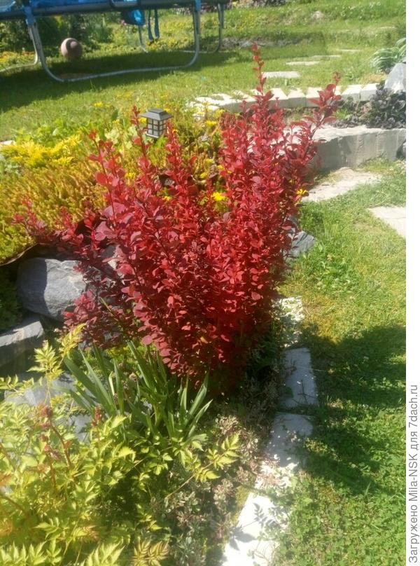 Оранж Роккет