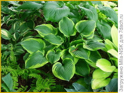 Хоста Abiqua Moonbeam. https://sadsamslabo.ru/vse-o-xostax/khosta-abiqua-moonbeam-opisanie-foto-usloviya-vyrashchivaniya.html