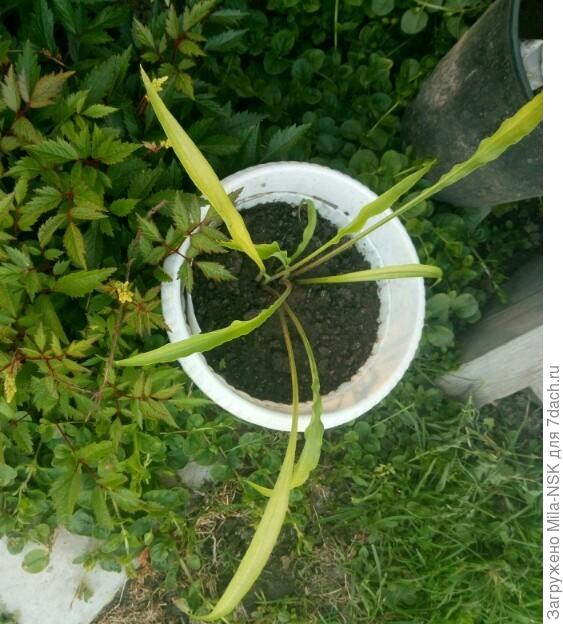 Керли фрайз. Это июньское фото, сейчас она попышнее немного