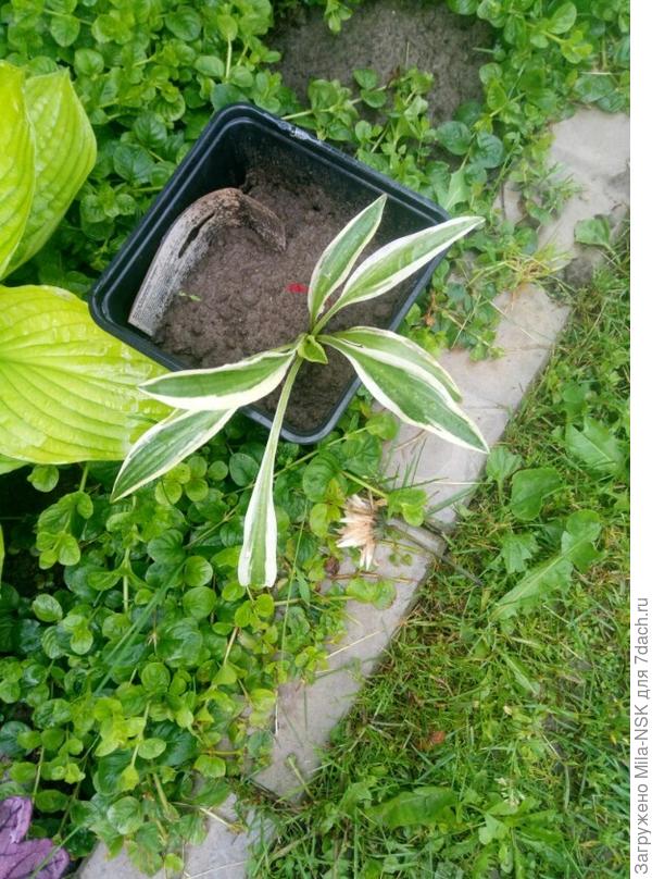 ХОСТА СЕНДХИЛЛ КРЕЙН