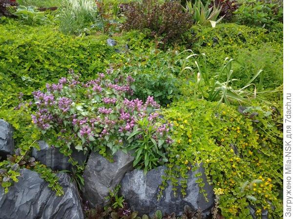 А у этой листочки такие же, как на втором фото, но цветочки розовые