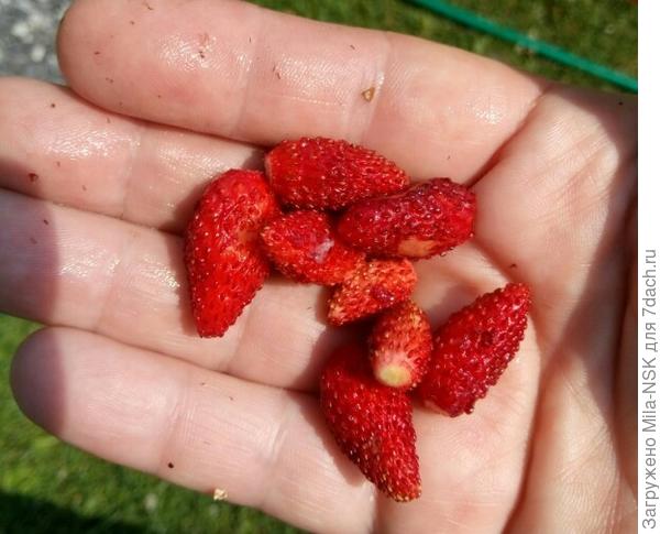 Сладкая и ароматная!