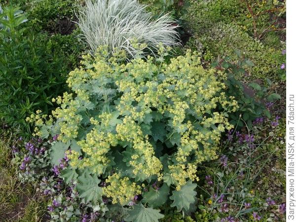 В левом нижнем углу возле манжетки яснотка с темно-пурпурными цветками