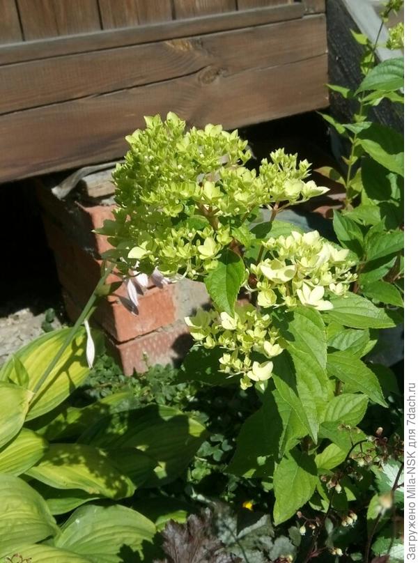 А это впервые набирает цвет молоденькая Литл фрейзе