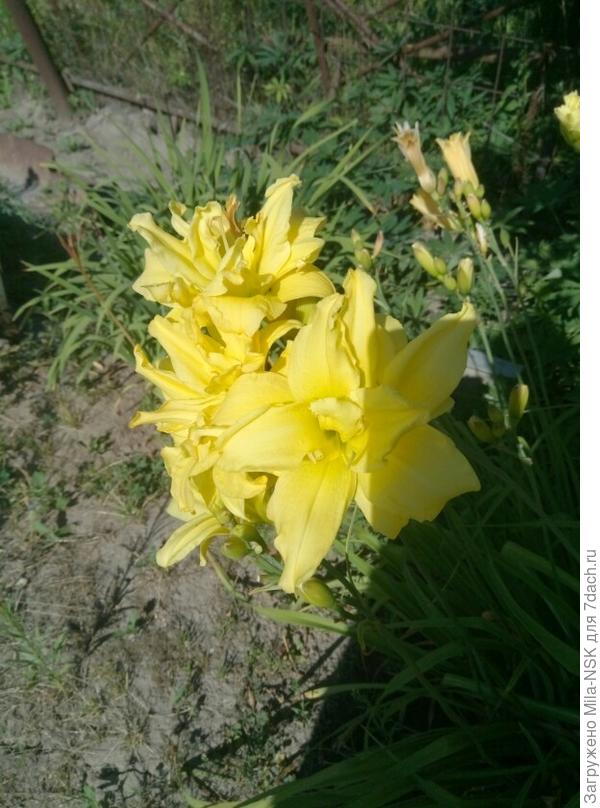 Лилейники зацвели. Жаль только, что недолго цветок живет: утром зацветает, к вечеру уже все...