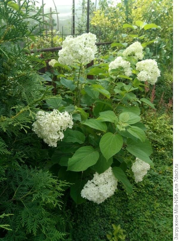 Древовидная Анабель давно цветет.