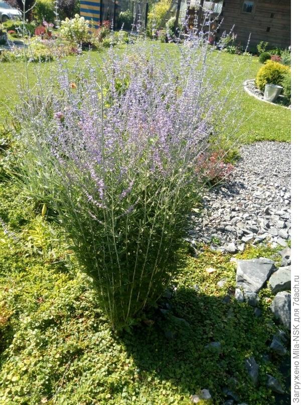 Моя любимица перовския распускает свое голубое облако