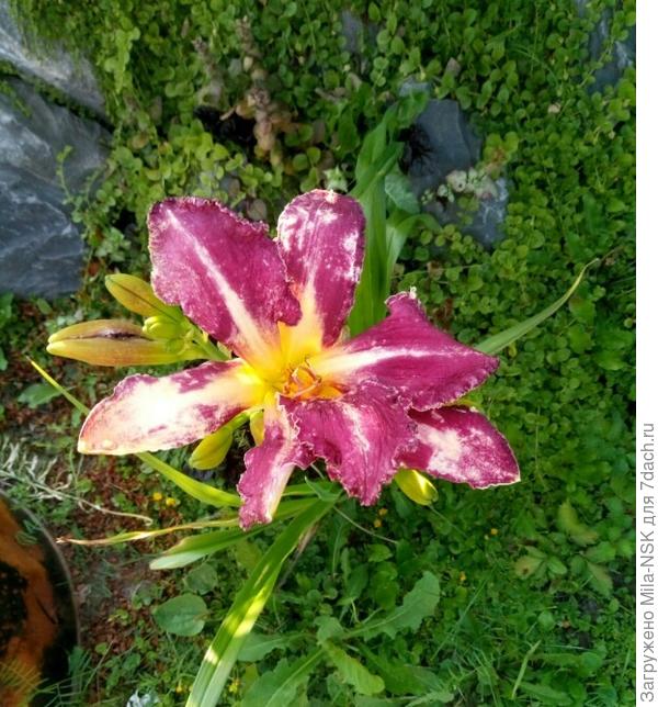 Этот нынче зацвел первый раз и первый цветок у него был какой-то разноцветный