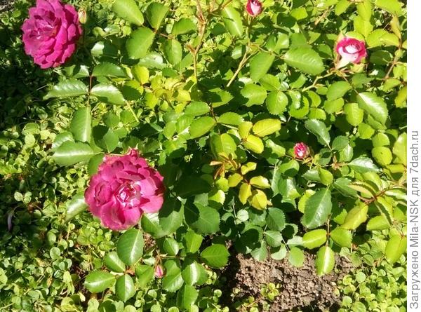 ... и Лэт селебрешн