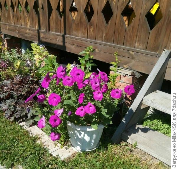 Петунии нынче у меня, как солдатики в строю, Все стоят по стойке "смирно!" Я нынче все петунии практически вырастила из собранных с аэлитовских тестируемых в 2018 г.семян. 90% их получилось в розовых тонах