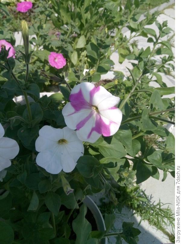 Один только "выродок" полосатый затесался в это розовое царство...