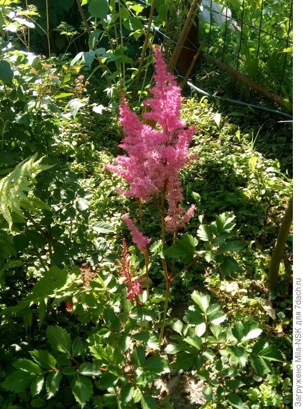 Новенькая астильба прошлогодней посадки зацвела.