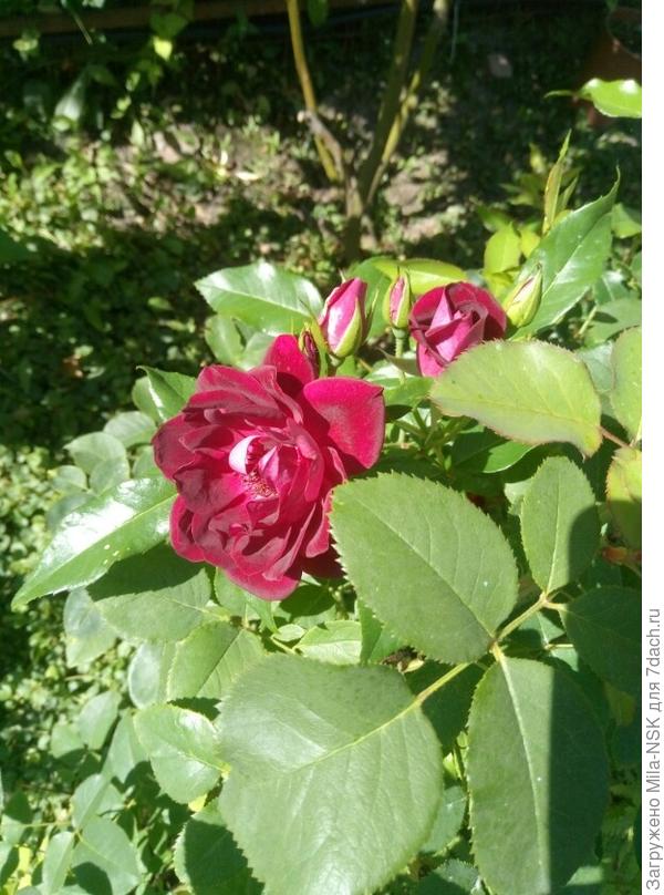 На второй круг пошли Бургунди айс...