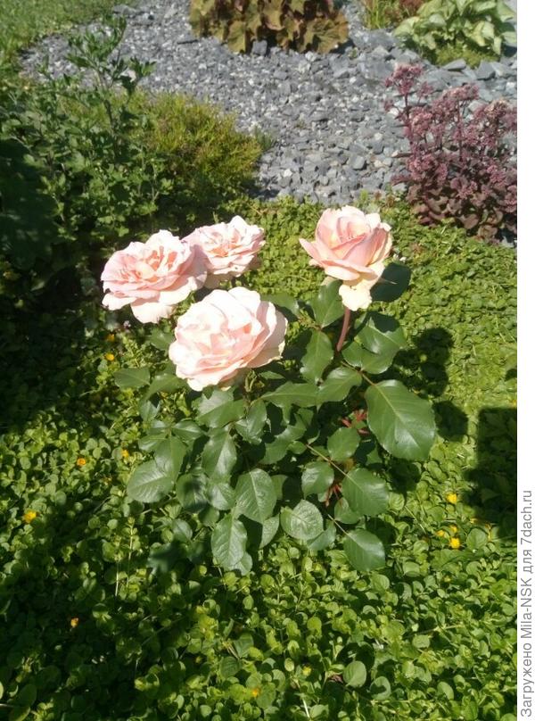 Радует цветением второгодочка Иоганн Штраус (первая не пережила зиму 2016-2017).