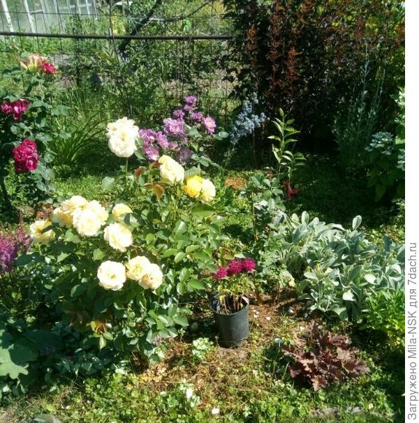 первая волна роз отошла, только Абсолют фабулос цветет вовсю, Аскот и Блю фор ю немного.