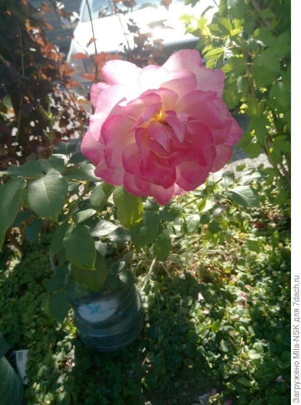 Без устали в горшке цветет мое нынешнее приобретение- роза Лавендер Пиноккио