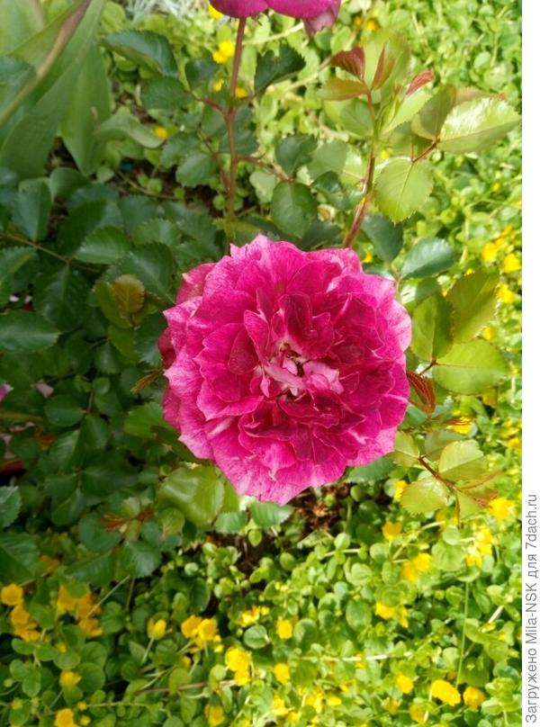 Лет селебрешн