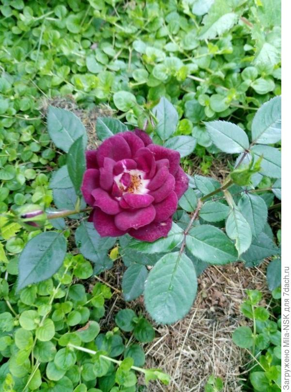 Деймонд эйс