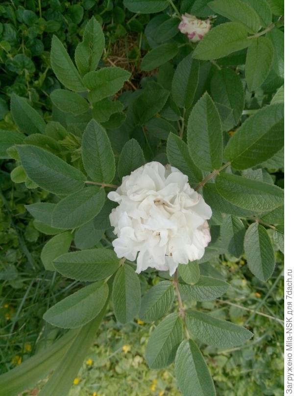 Луиза Багнет (первогодка)