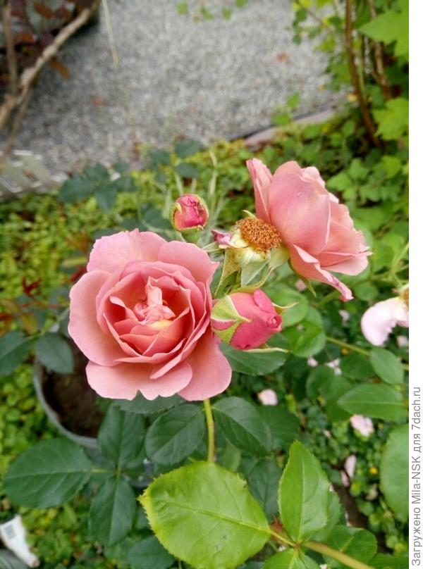 Лавендер Пиноккио