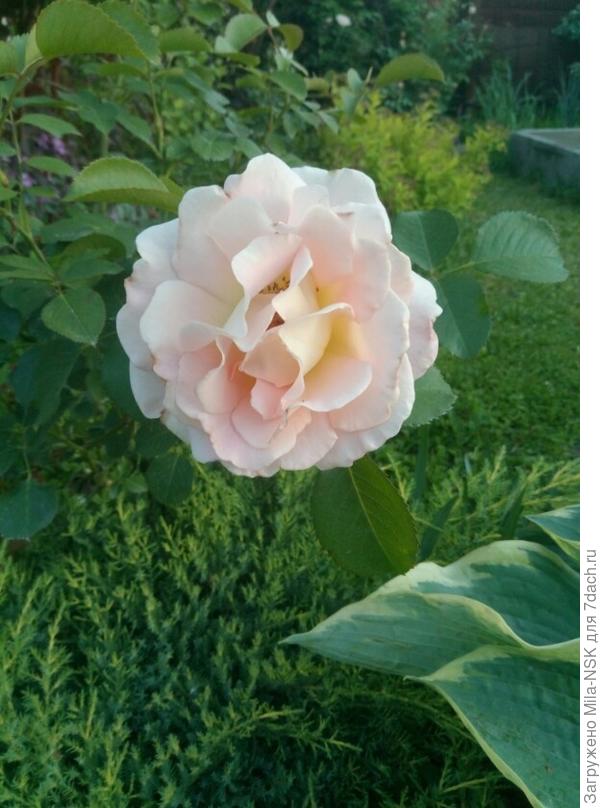 Кремовая незнакомка