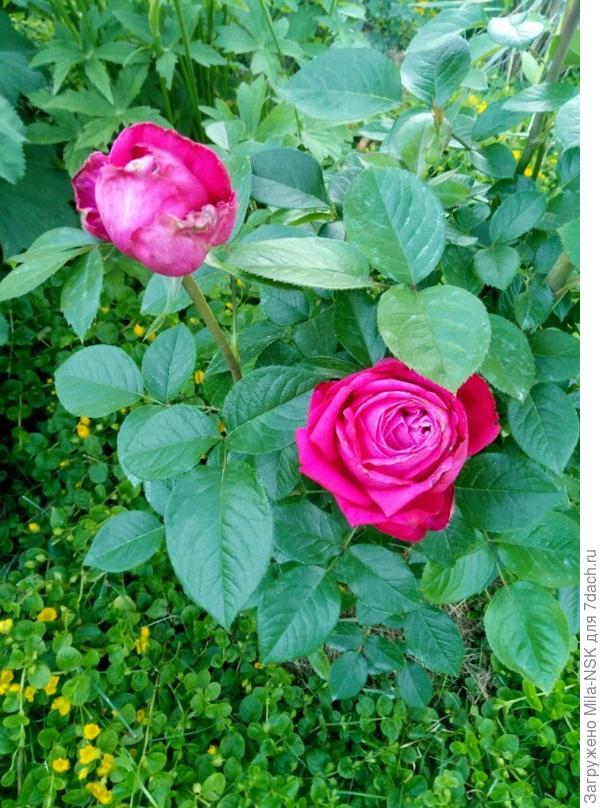 Центер роял