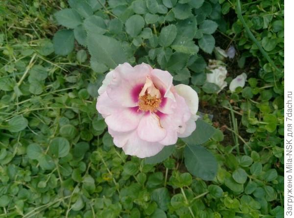 Ейс фор ю (первогодочка)