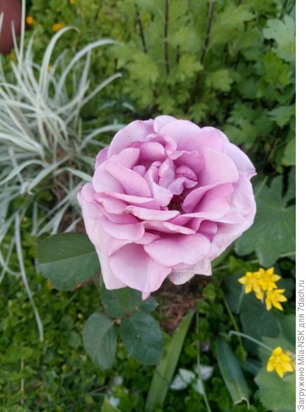 Терра Лимбурджия