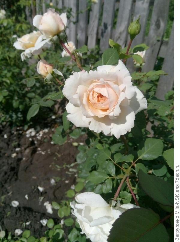 Крокус розе