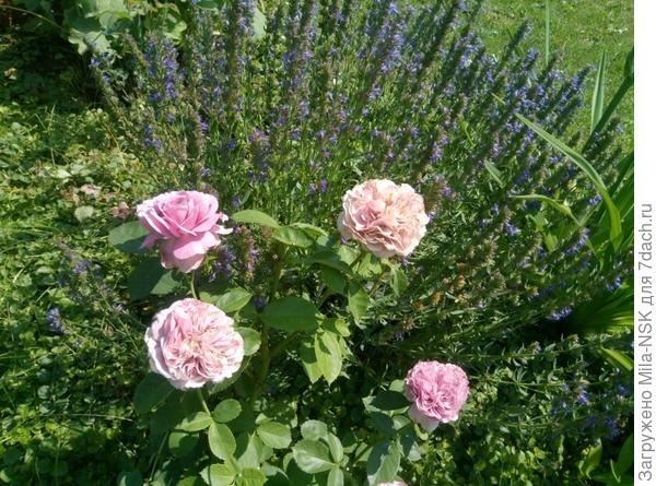 роза Лавендер айс на фоне иссопа