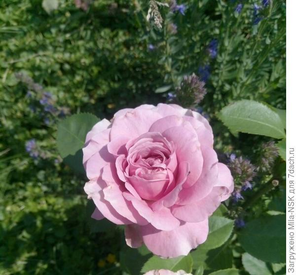 Лавендер айс