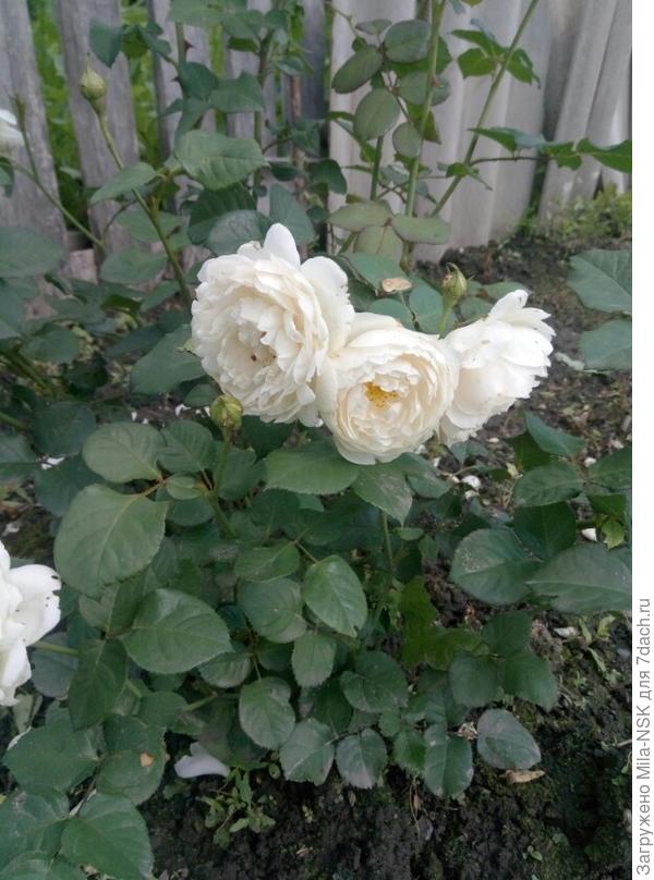 Вильям энд Катаринэ