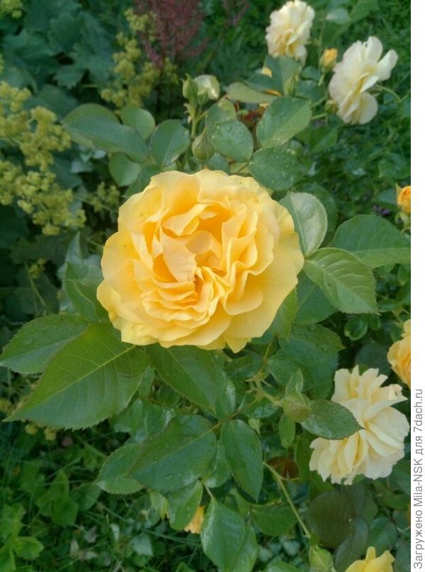 Абсолют фабулос