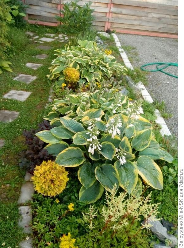 Это сейчас. Вместе с хостами здесь и гейхеры, и карликовые туи, и астильбы. Никого хосты не задавили