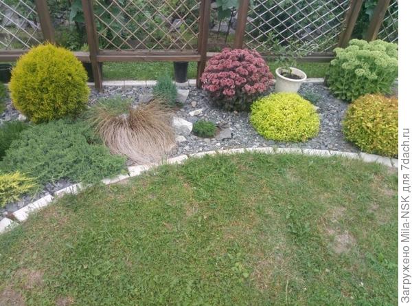 Это середина, здесь елочки пока еще маленькие, поэтому пока на переднем плане растут спиреи