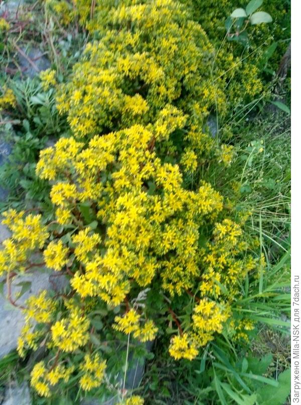 Вот этот очиток едкий я в свое время привезла с Алтая, на камнях его надергала