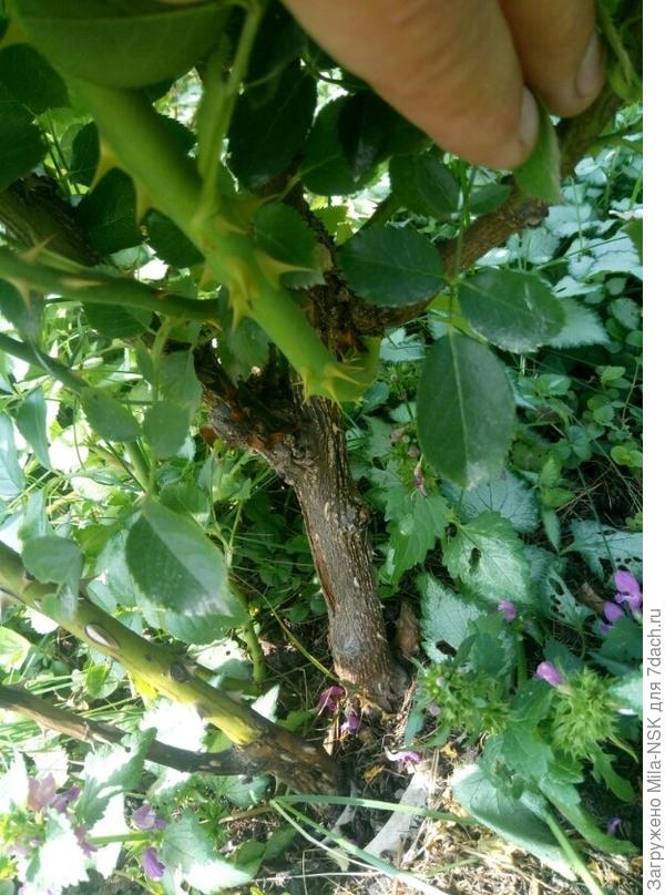 На старом побеге мощные боковые побеги с массой бутонов и цветов