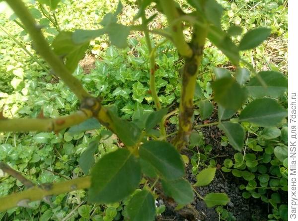 А на боковых побегах тоже пятна и растрескивание коры