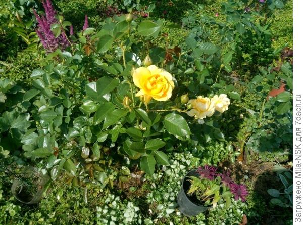 А это вид самого кустика