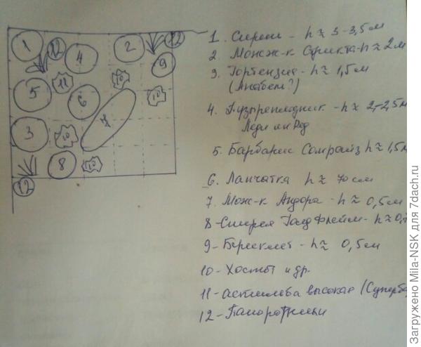 Примерная схема расположения кустарников и многолетников