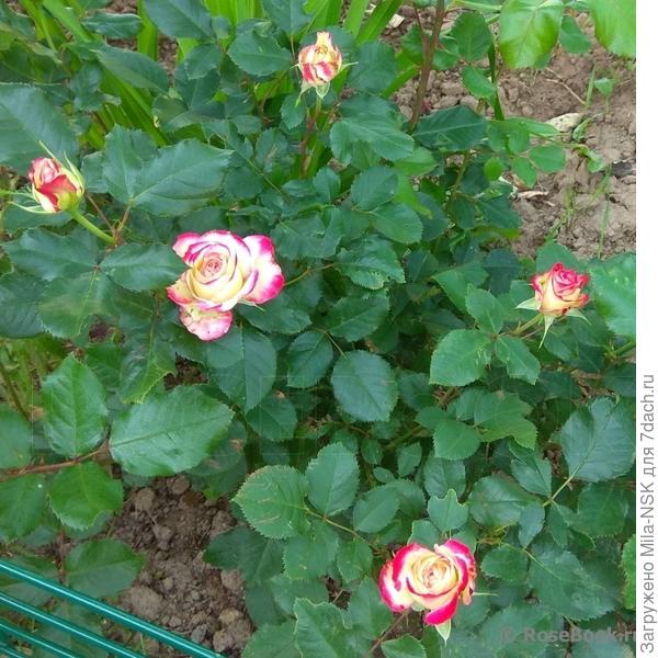 Фото с Розебук