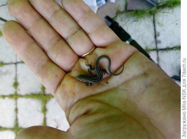 А эта кроху сегодня кое-как поймала, чтобы сфотать