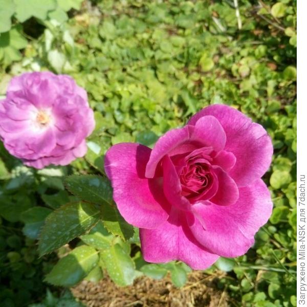 А эту даже не помню... посадила, а бирку потеряла...